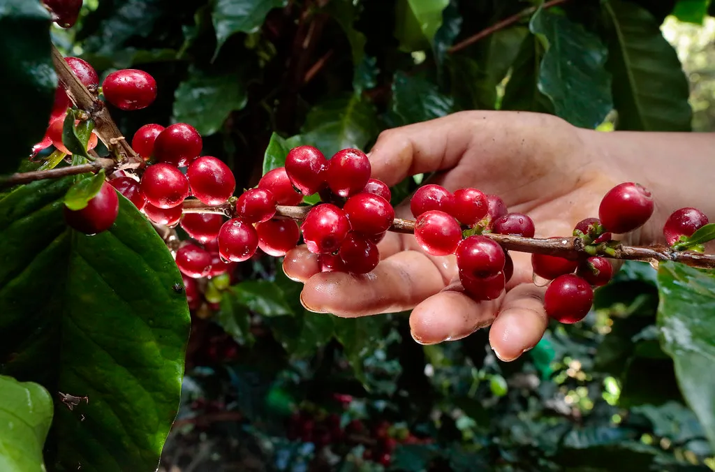 A picker's hand reaching for ripe coffee cherries among the leaves